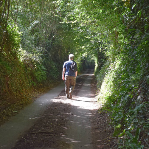 Somerset rural lane