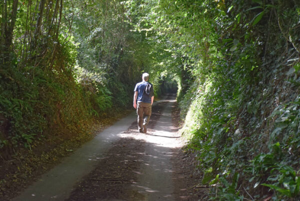 Somerset rural lane