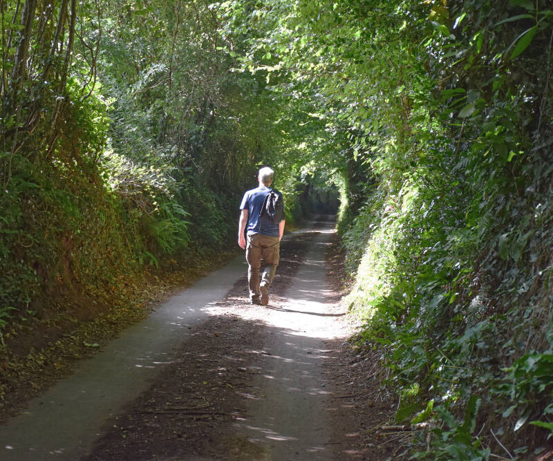 Somerset rural lane